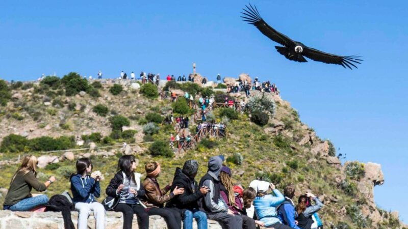 from-arequipa-full-day-colca-canyon-tour