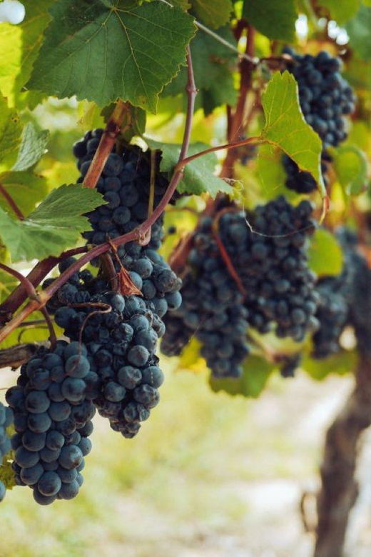 from-arequipa-pisco-and-wine-tour-through-the-majes-valley