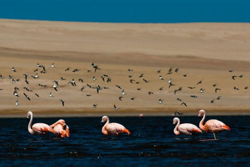 from-arequipa-salinas-lagoon-full-day-trip-with-hot-springs