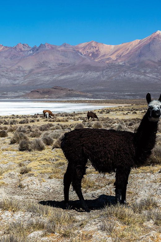 from-arequipa-tour-to-salinas-hot-springs-of-lojen