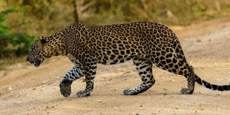 from-arugambay-yala-national-park-safari-dropoff-in-ella
