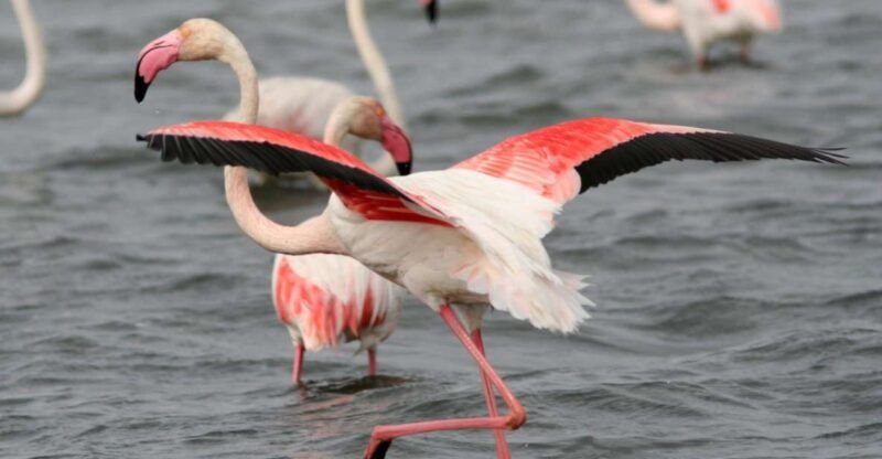 from-avignon-camargue-tour-with-pont-de-gau-bird-park-entry