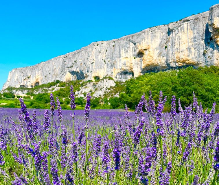 from-avignon-lavender-tour-around-valensole-or-sault