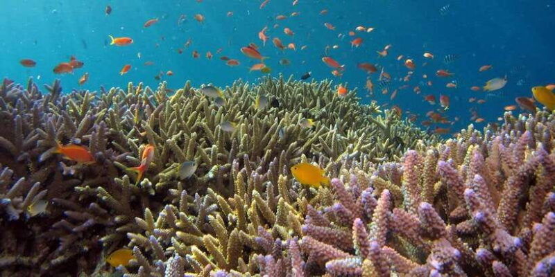 from-bali-nusa-penida-snorkeling-island-tour-special-trip