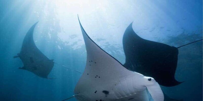from-bali-west-nusa-penida-snorkeling-small-group-tour