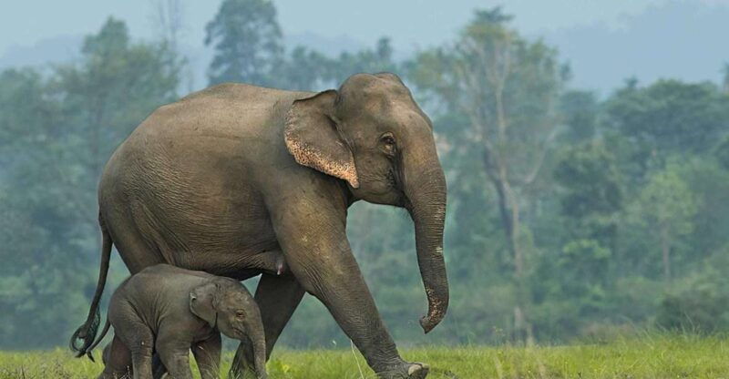 from-bangkok-elephantsworld-kanchanaburi-2-day-experience