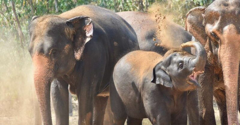 from-bangkok-wildlife-rescue-and-elephant-rescue-tour