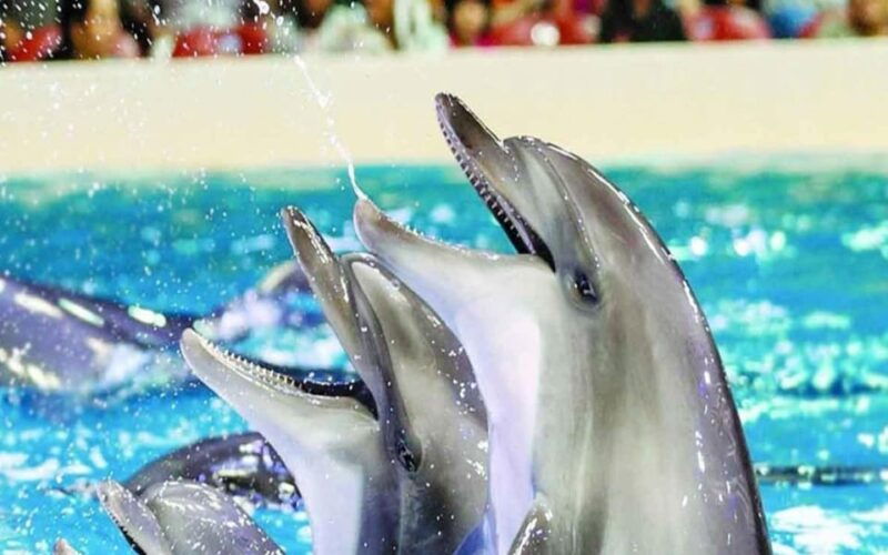 from-belek-dolphin-show-with-transfers
