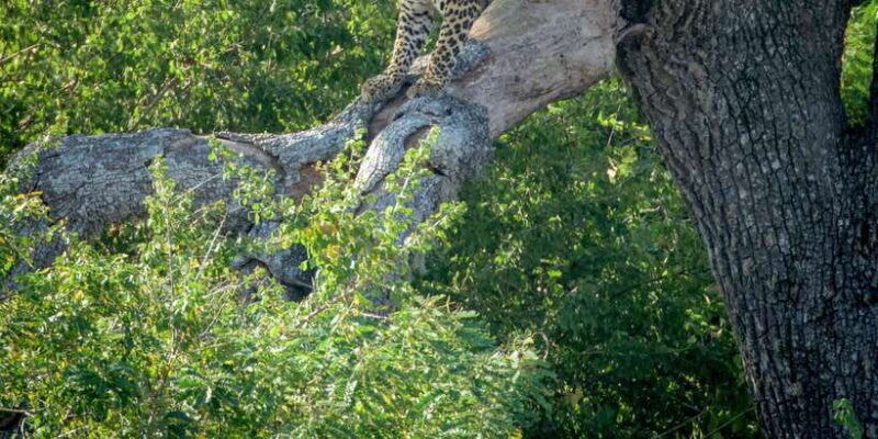 from-bentota-full-day-yala-national-park-safari-tour