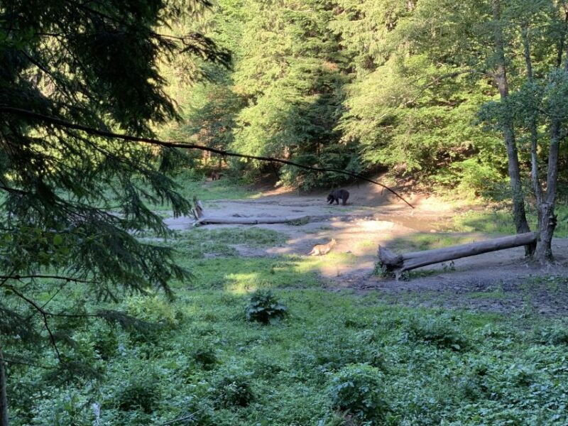 from-brasov-bear-watching-in-the-wild