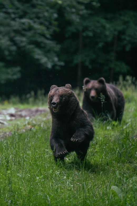 from-brasov-brown-bear-watching-in-the-carpathian-mountains