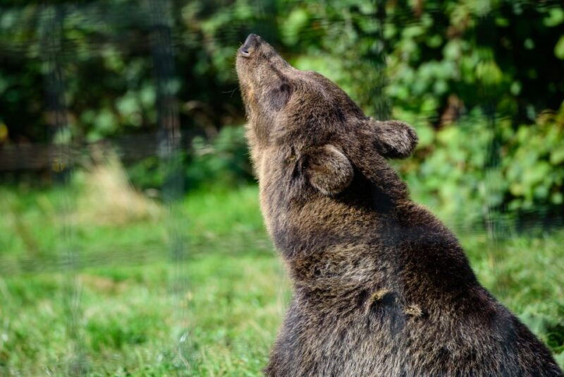 from-bucharest-bear-sanctuary-and-dracula-castle-day-tour