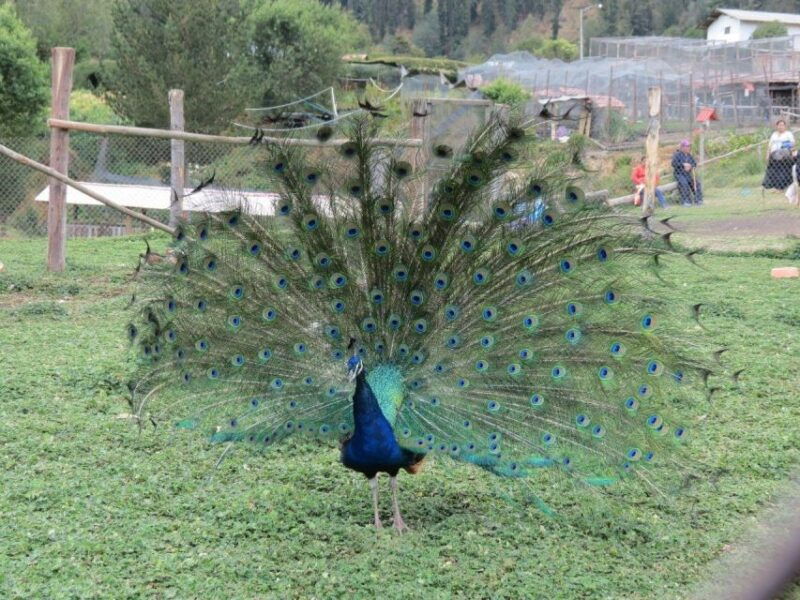 from-cajamarca-porcon-farm