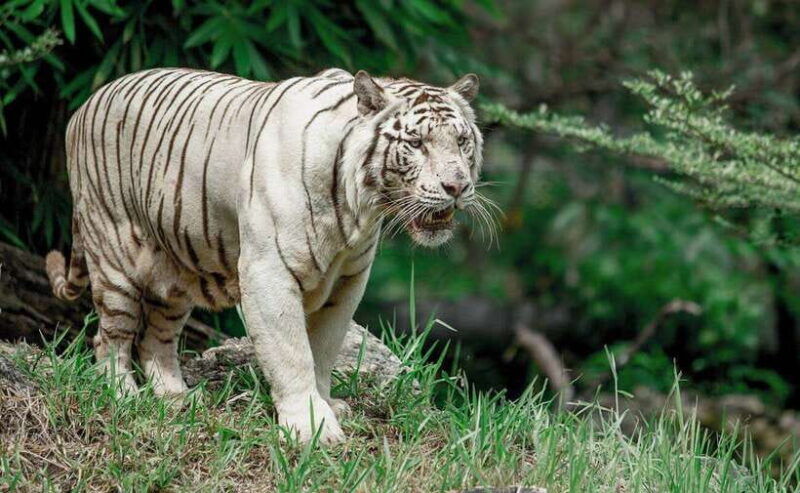 from-cebu-city-cebu-safari-and-adventure-park-day-tour