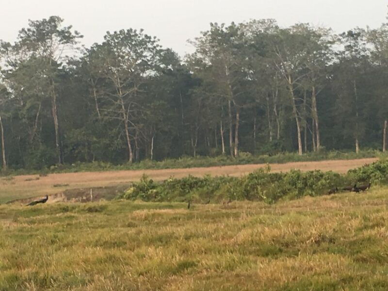 from-chitwan-full-day-jeep-safari-in-chitwan-national-park