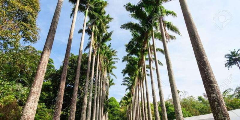 from-colombo-day-trip-to-kandy-pinnwala-royal-gardens
