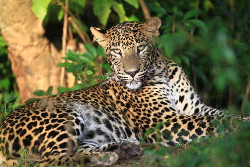 from-colombo-negombo-wilpattu-national-park-4x4-safari-tour