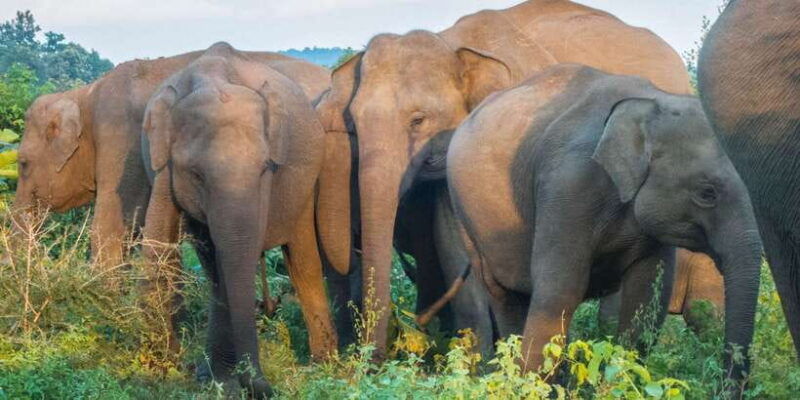 from-colombo-private-minneriya-national-park-day-safari