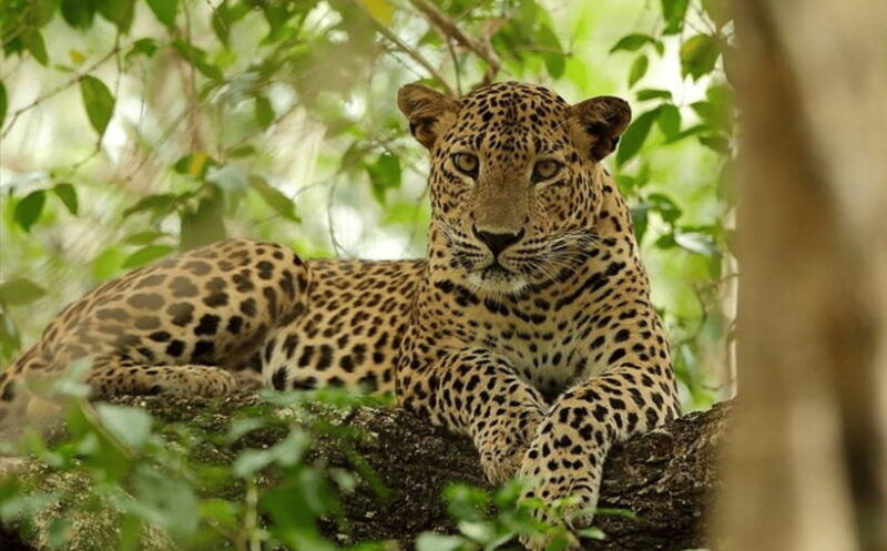from-colombo-wilpattu-national-park-safari