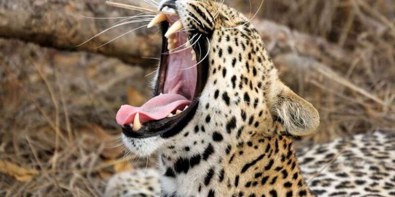 from-colombo-yala-national-park-safari-with-transfer