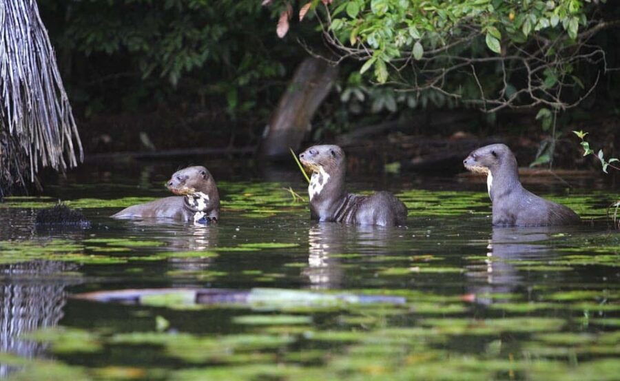 from-cusco-manu-national-park-3-day-tour