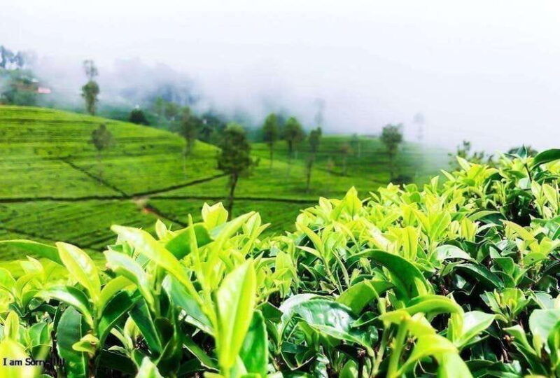 from-ella-2-day-tour-to-nuwara-eliya-and-kandy-with-drop