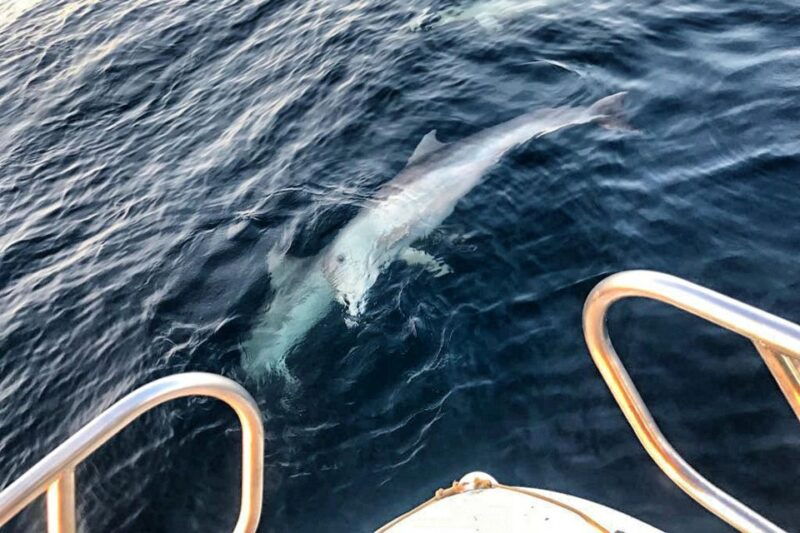 from-fazana-private-sunset-dolphin-tour