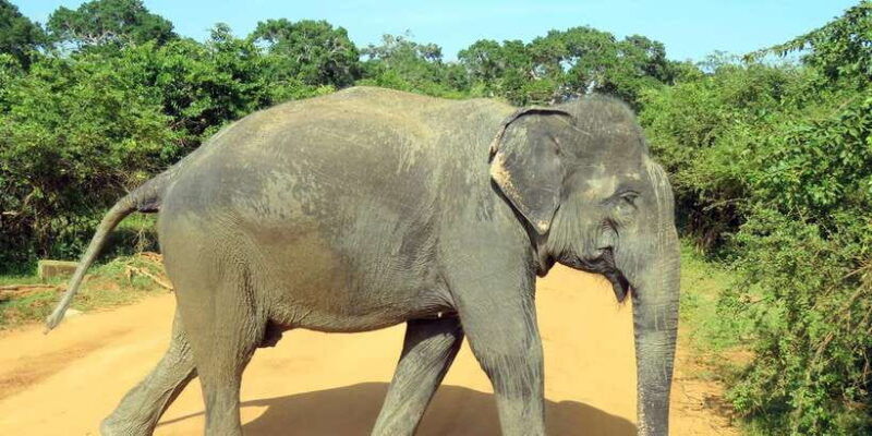 from-galle-mirissa-hikkaduwa-udawalawe-national-park-safari