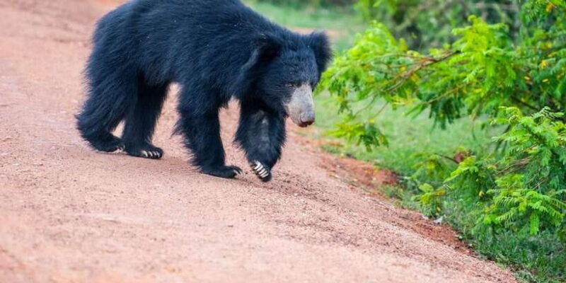 from-galle-weligama-mirissa-yala-safari-bird-park-tour