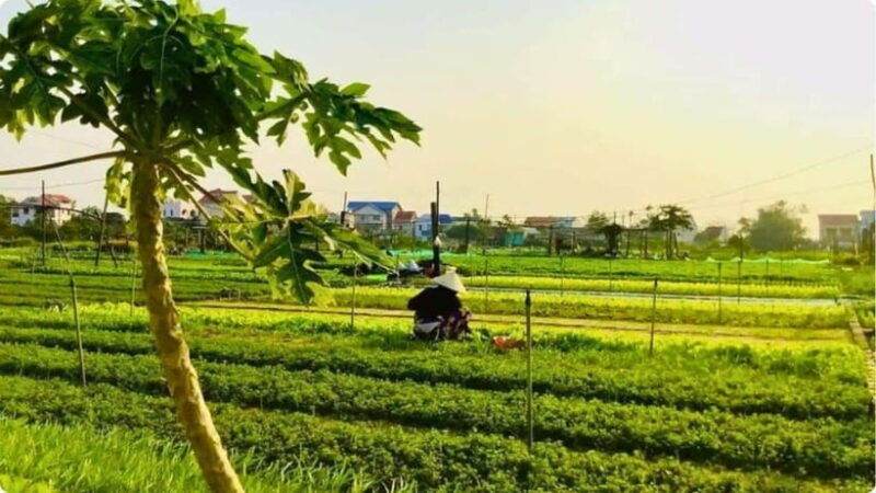 from-garden-to-table-tra-que-farming-tour