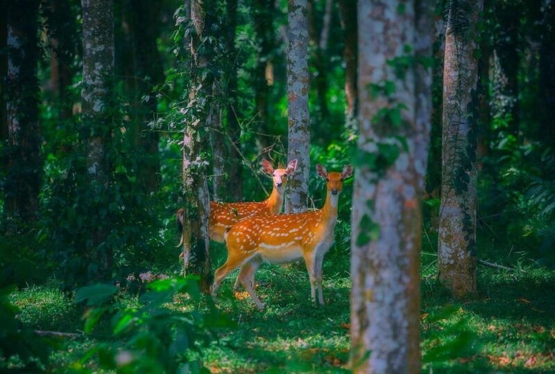 from-hanoi-explore-fresh-nature-see-wild-animal-fireflies
