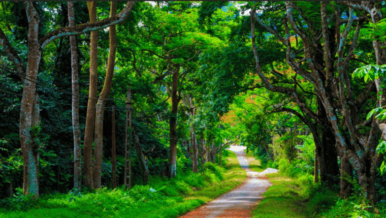 from-hanoi-explore-fresh-nature-see-wild-animal-fireflies