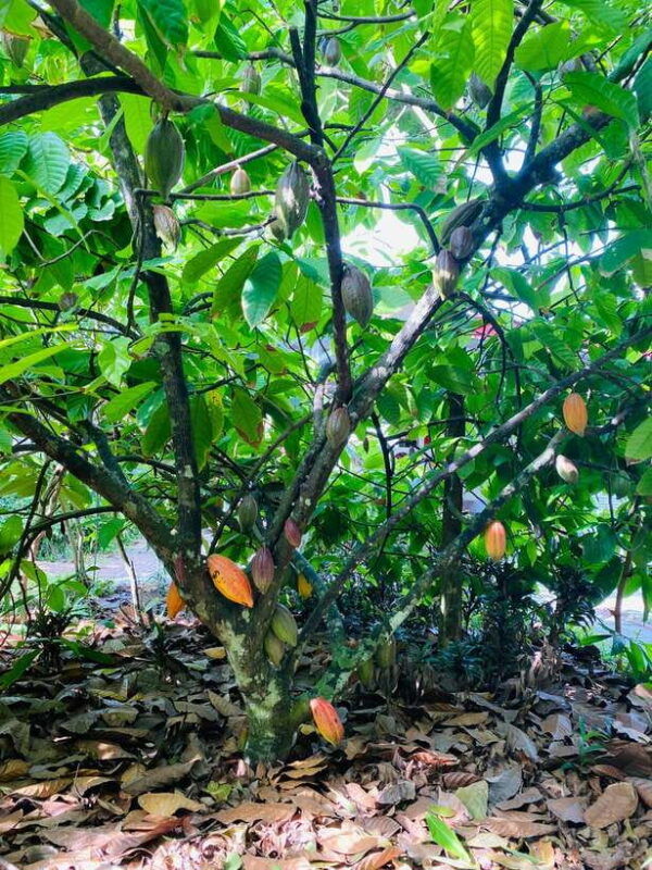 from-ho-chi-minh-city-less-tourist-2d-tour-ben-tre-can-tho