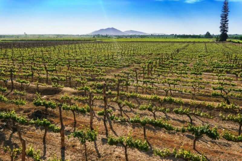 from-ica-tour-to-wine-and-pisco-vineyards-free-tasting