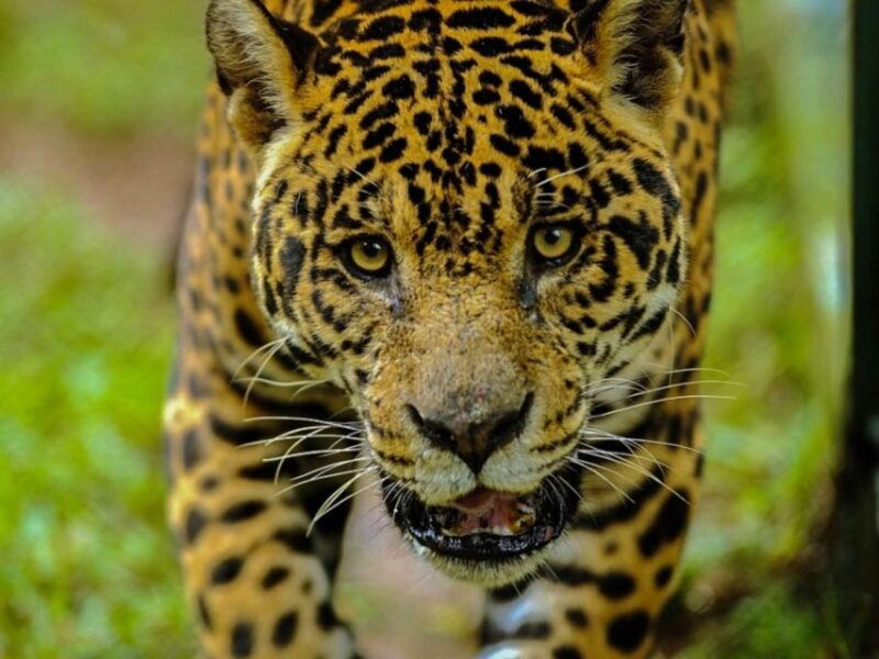 from-iquitos-amazon-4-days-3-nights