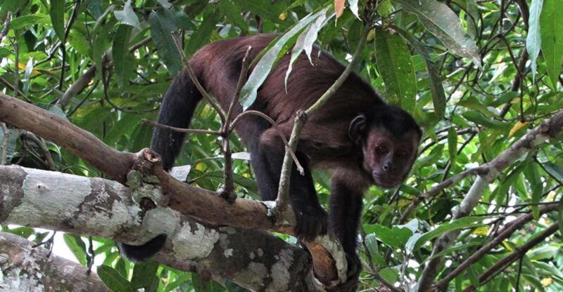 from-iquitos-excursion-to-the-monkey-island-full-day