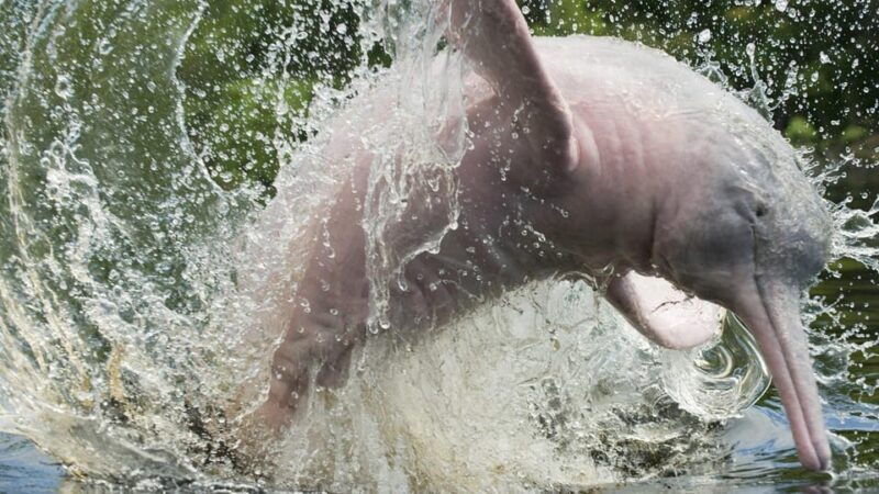 from-iquitos-expeditions-to-the-pacaya-samiria-reserve