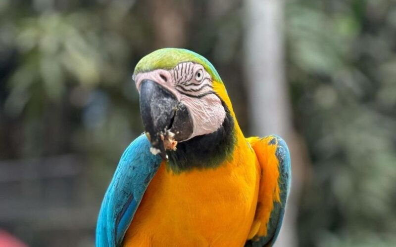 from-iquitos-full-day-tour-in-the-peruvian-jungle