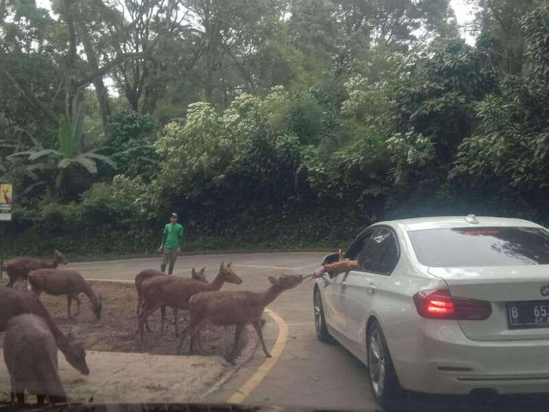 from-jakarta-private-taman-safari-day-tour