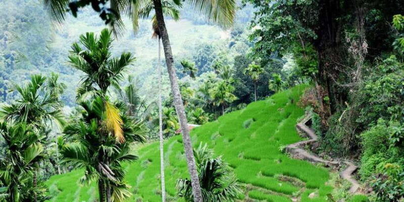from-kandy-private-guided-hike-to-heeloya