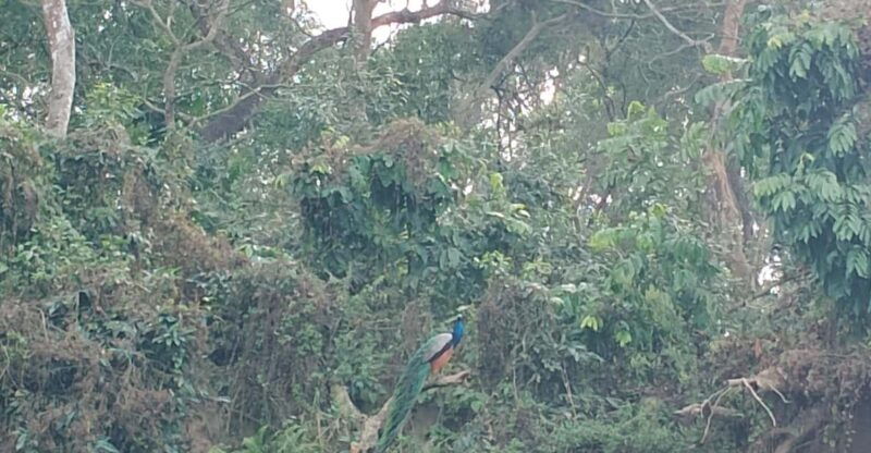 from-kathmandu-2-day-short-wildlife-national-park-tour