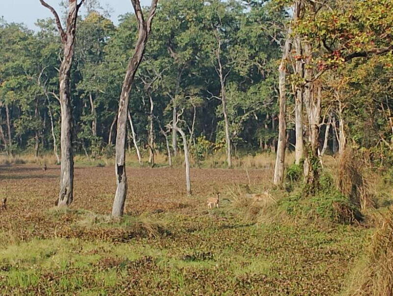 from-kathmandu-or-pokhara-4-day-chitwan-national-park-tour