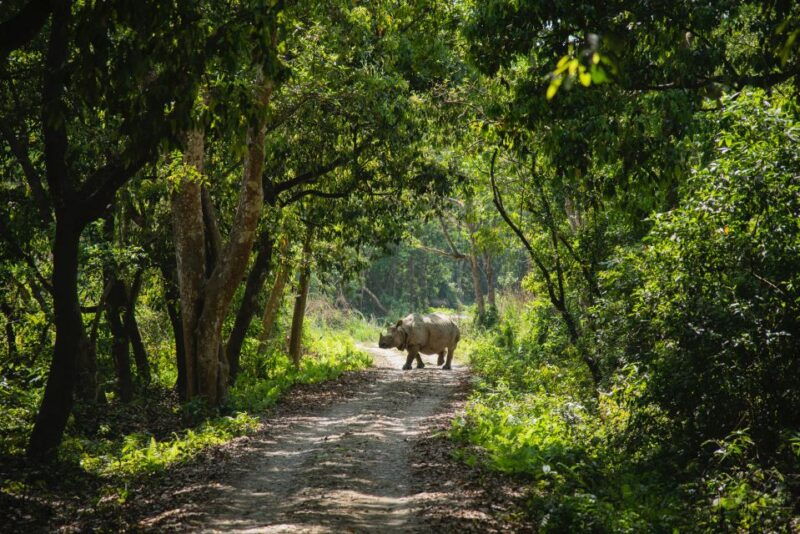 from-kathmandu-pokhara-private-3-day-chitwan-safari-tour