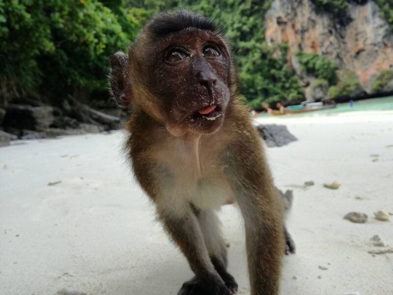 from-krabi-phi-phi-islands-small-group-tour