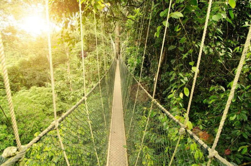 from-kuala-lumpur-taman-negara-private-tour