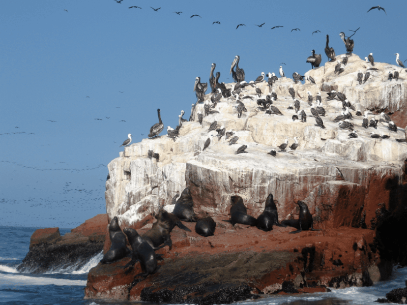 from-lima-ballestas-islands-huacachina-oasis-1-day