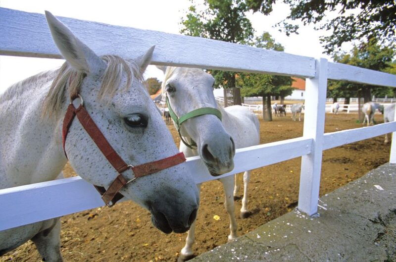 from-ljubljana-lipica-stud-farm-and-piran-full-day-tour