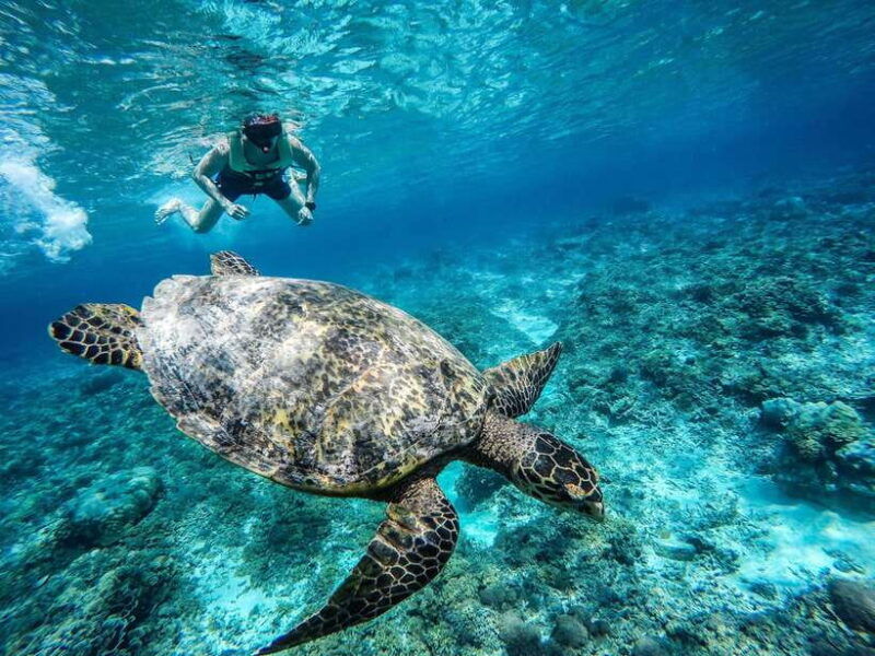 from-lombok-gili-islands-snorkeling-day-trip