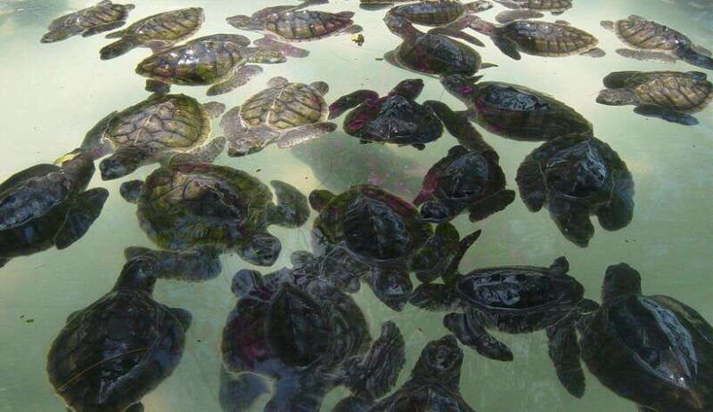 from-lombok-private-snorkeling-trip-include-gopro-shoot