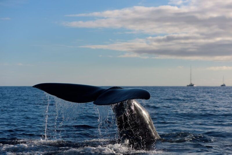 from-machico-madeira-whale-and-dolphin-watching-boat-tour